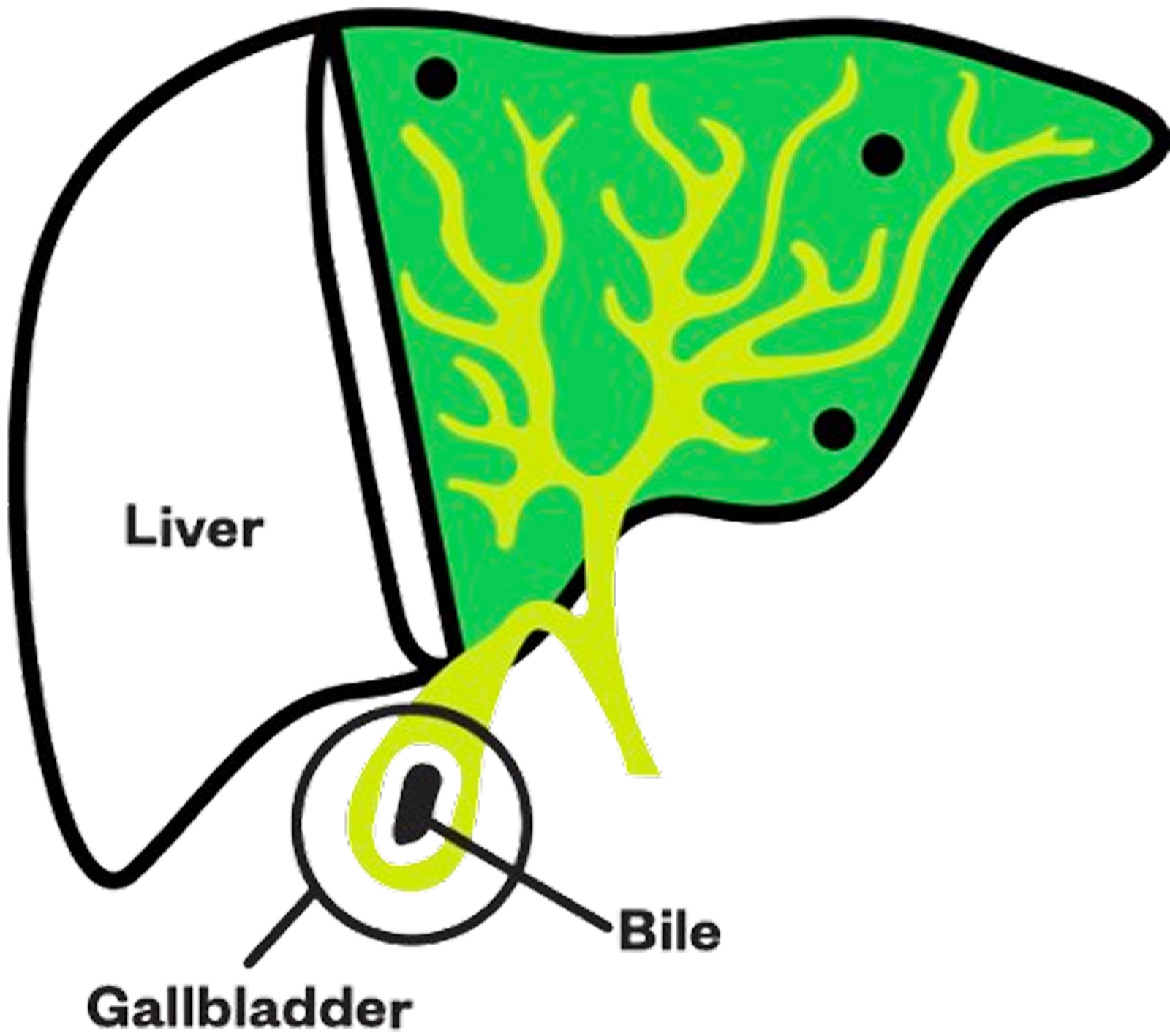 Gallbladder-Do